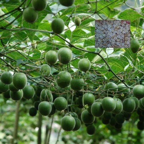 Seeds Siraitia Grosvenorii Luo Han Guo Heirloom Herbal Monk Fruit Home ...