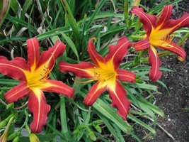 Daylily 'autumn Red' - 45 Bare Root Daylilies Free Shipping - $156.15