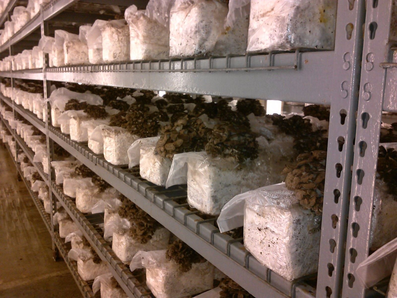 Oak Wood Shavings Mushroom Substrate 5 lb Bag Organic! Fresh cut