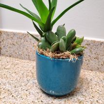 Succulent Arrangement in Blue Face Planter, Indoor House Plant Pot, 4" Ceramic image 7