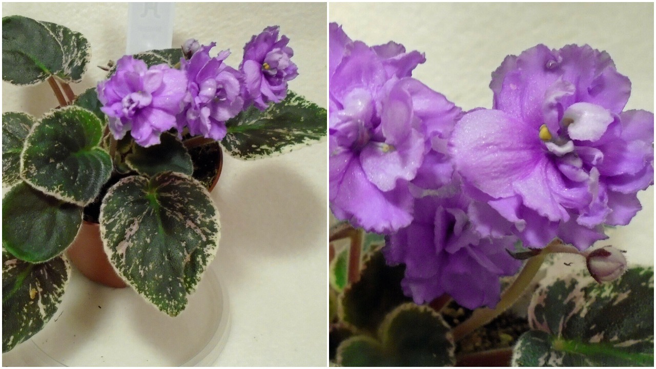 African violet Whisper Blue (Sorano) live plant in pot