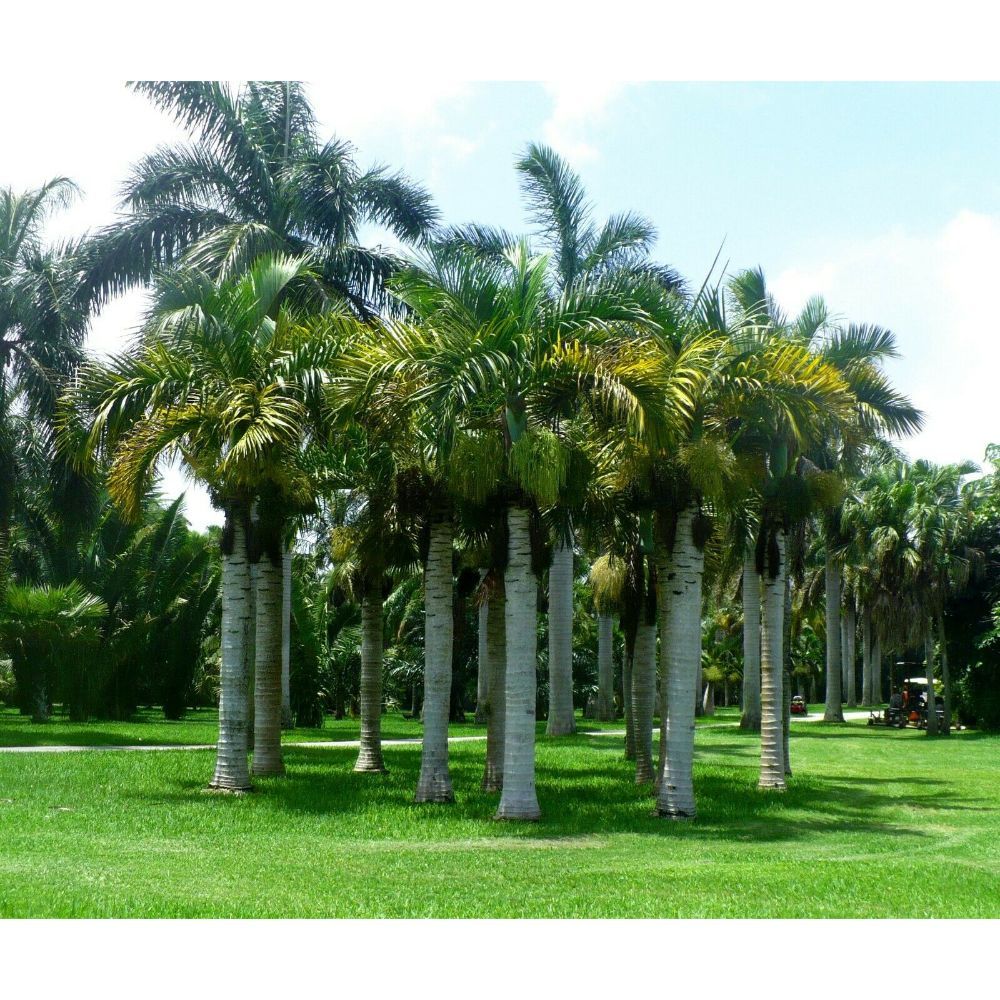 Spindle Palm Hyophorbe verschaffeltii 10 Seeds GTL09 Seeds & Bulbs