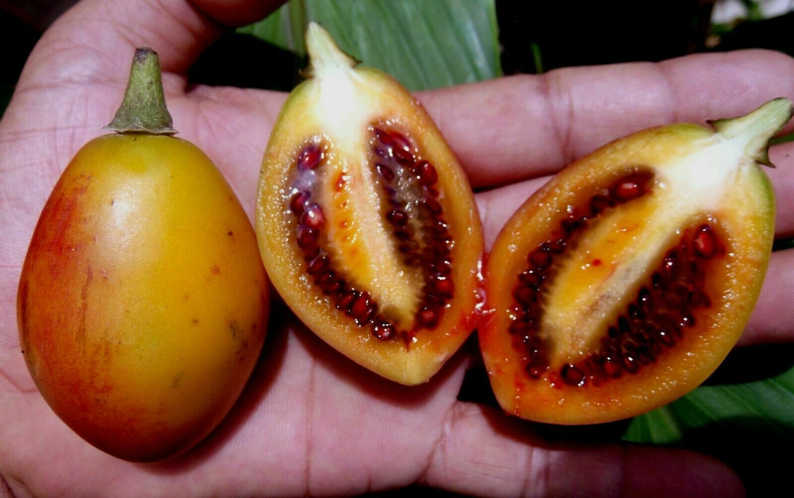 Tamarillo Cyphomandra betacea solanum betaceum Tree Tomato fruits 20 seeds Other Plants