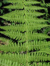 10 Hay Scented Fern clumps Dennstaedtia punctilobula image 4