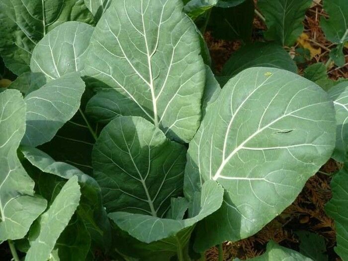 Blue Stem Collards Seed Garden Collard Greens Seeds (¼oz to