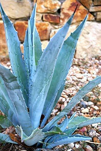 Agave Americana - Blue Agave Plant - Drought Tolerant Live Succulent ...