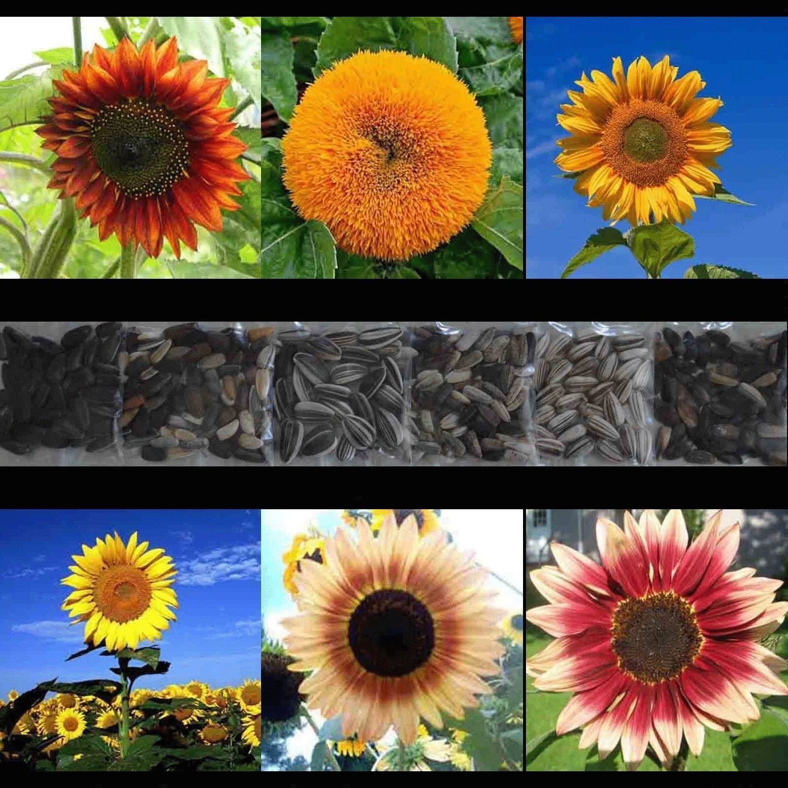SUNFLOWER 200 RARE SEED MIX BEAUTIFUL COMBINED SHIP MULTIPLE VARIETY GIANT USA Plants & Seedlings