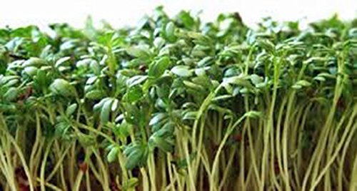 Curled Cress Seed, Sprouts, Heirloom, 500 Seeds, Broadleaf, Micro Greens