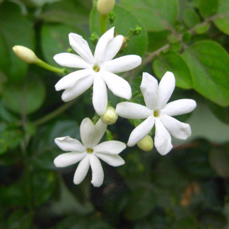 30 inches tall Indian Jui Jasmine live plant (Virajaji ) in 3 gallon