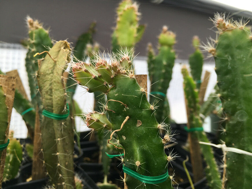 Edgar�s Baby Dragon Fruit Plant Red Fruit Hylocereus