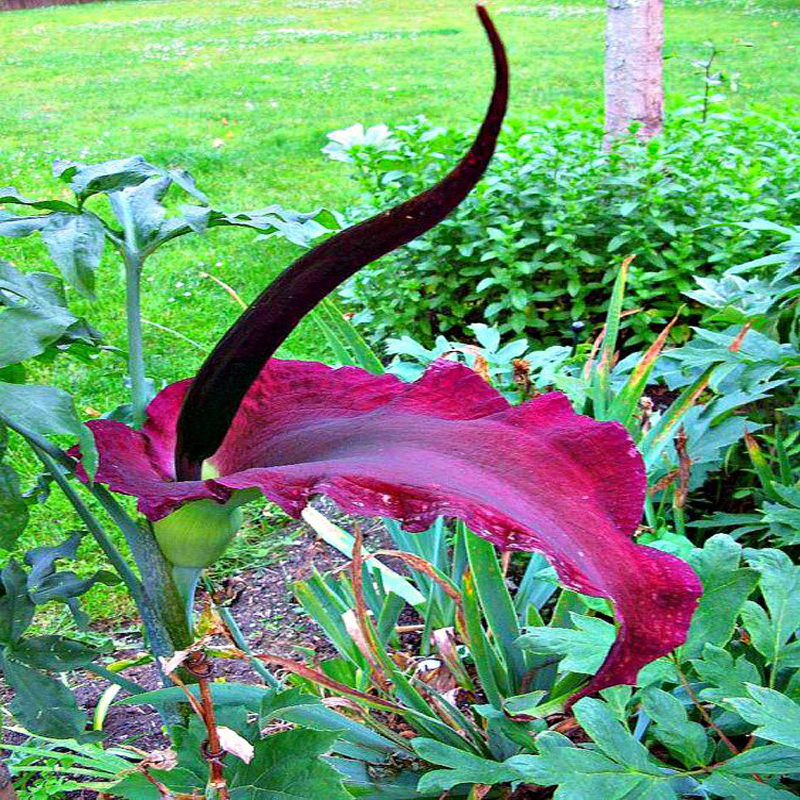 100 of Rare Voodoo Lily Seeds Snake Lily Flower Seeds