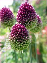 Fall Planting - 10 Allium Bulbs Purple Drumstick - Ornamental Onion - $16.45