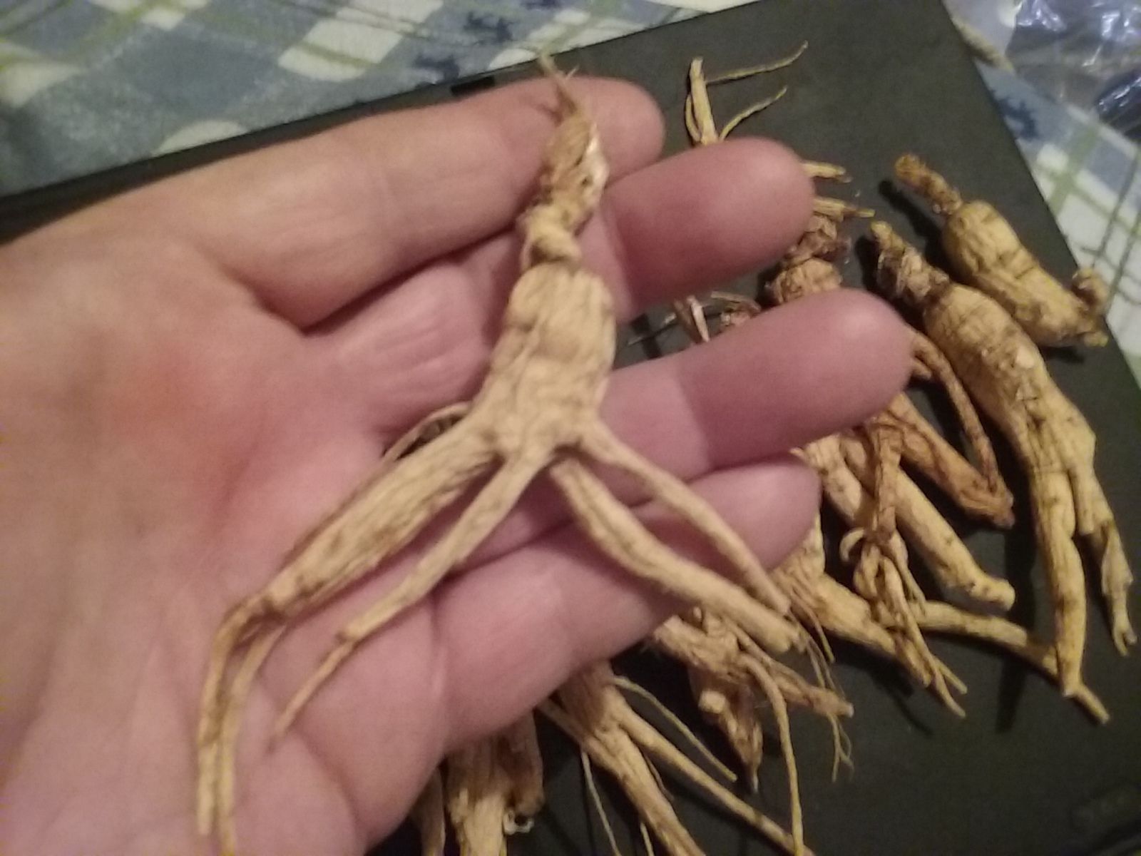 29 gram Wild Ginseng Root Super Strong Sale 2017 Fresh Dry Herbs