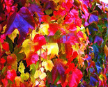 36fc9b1b 33fa 4add 97f7 1658f19eb38d thumb155 crop