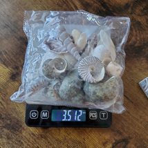 Sea Shells, Assorted Shells for Crafts, Soil Topper, Vase Filler, Seashells image 3