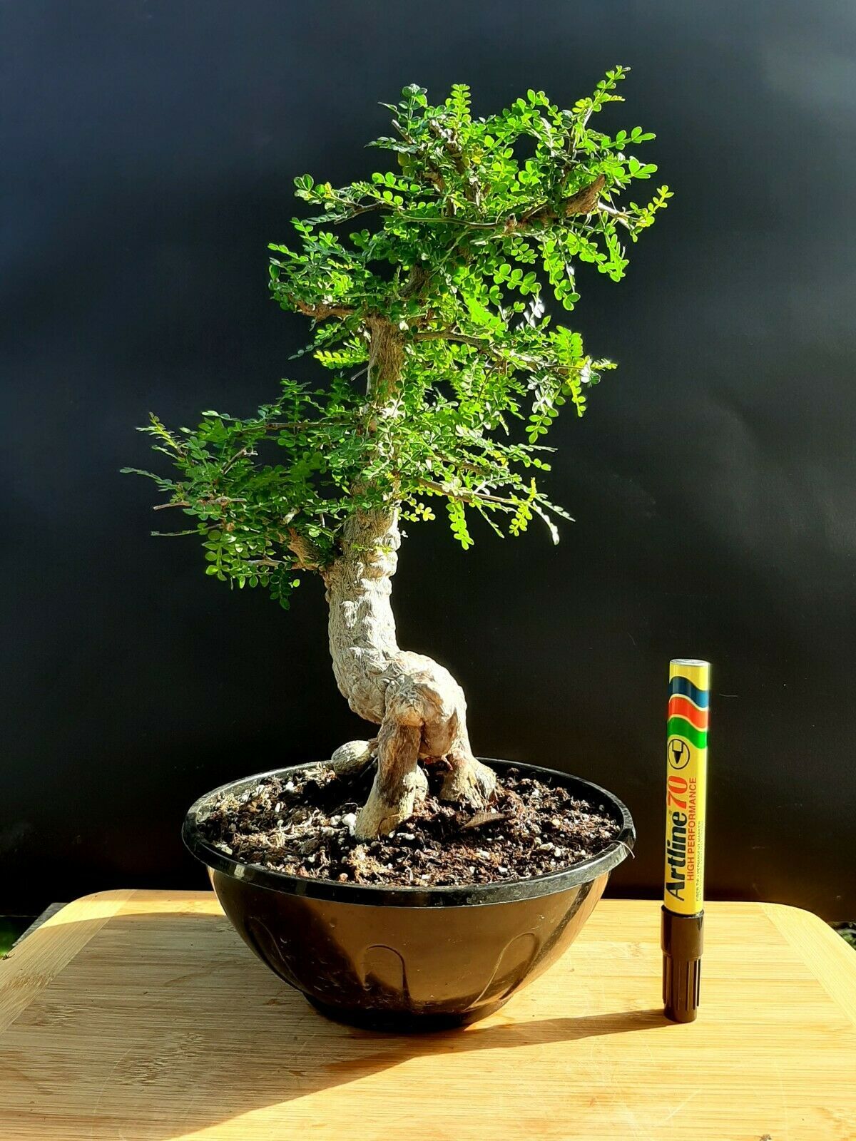 Operculicarya Decaryi Bonsai- Natural bonsai - Exotic from Madagascar ...