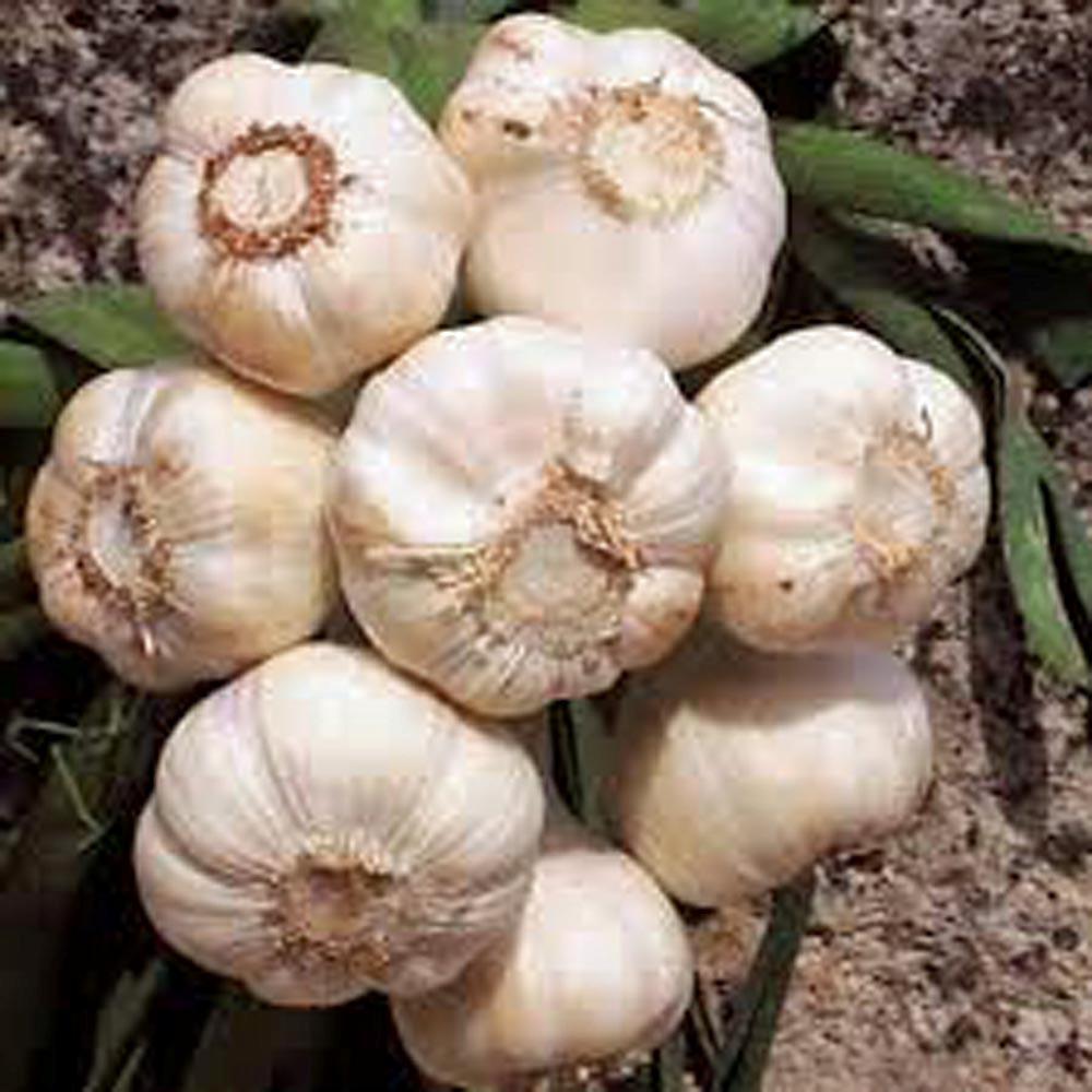 GARLIC 3 Bulbs , FRESH CALIFORNIA SOFTNECK GARLIC BULB, PLANTING