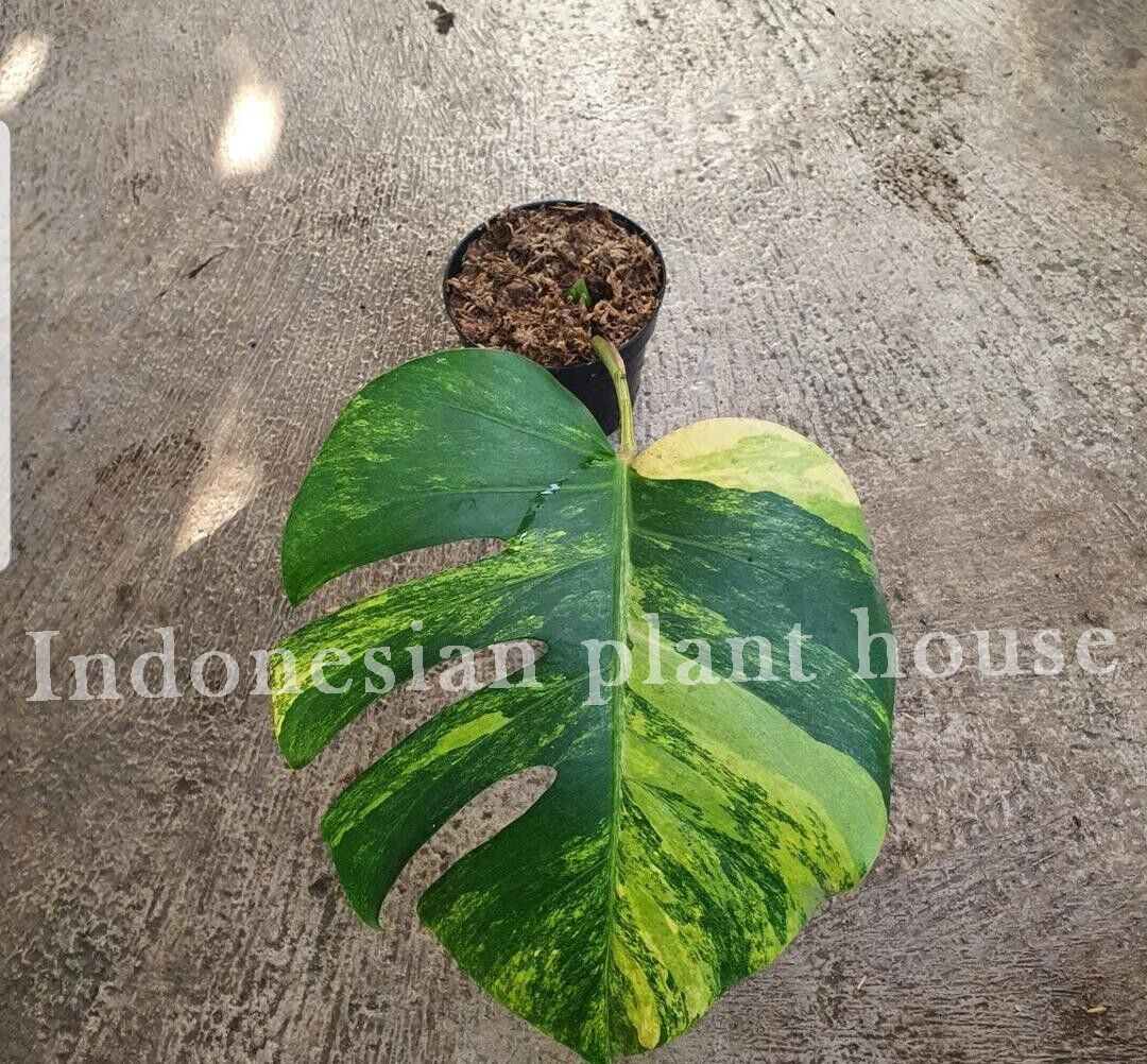 Monstera Aurea Yelow Marmorata 1 Leaf Free Certificate Phytosanitary DHL