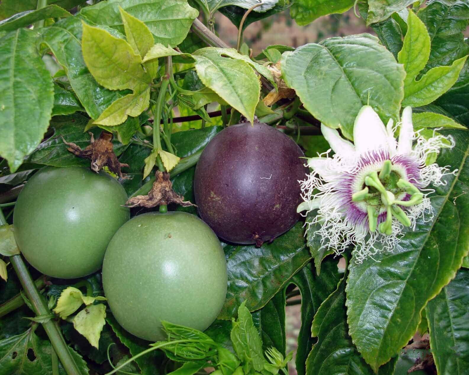 Purple Possum Passion Fruit Passiflora Edulis Live Plant Gry04