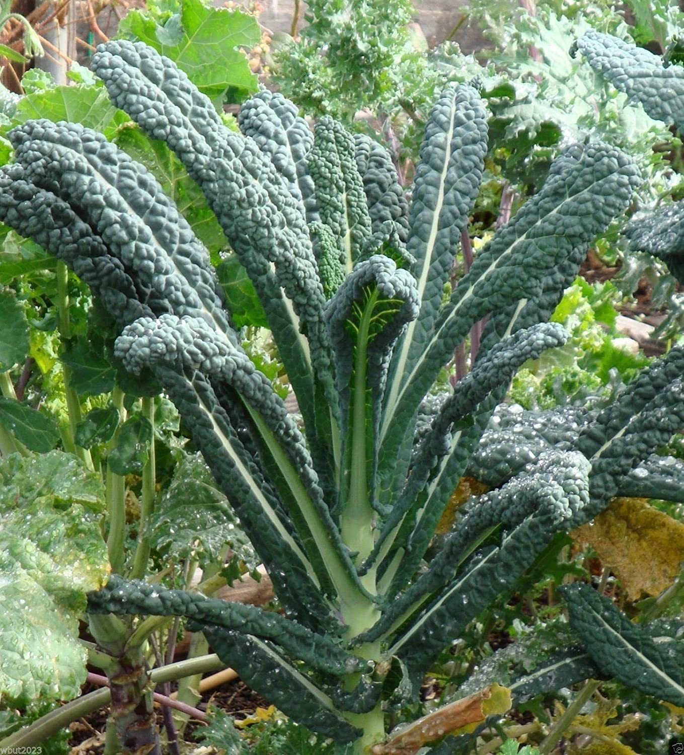 Kale Seeds - Lacinato - Yard, Garden & Outdoor Living - Gardening -Free Shippin - $28.99