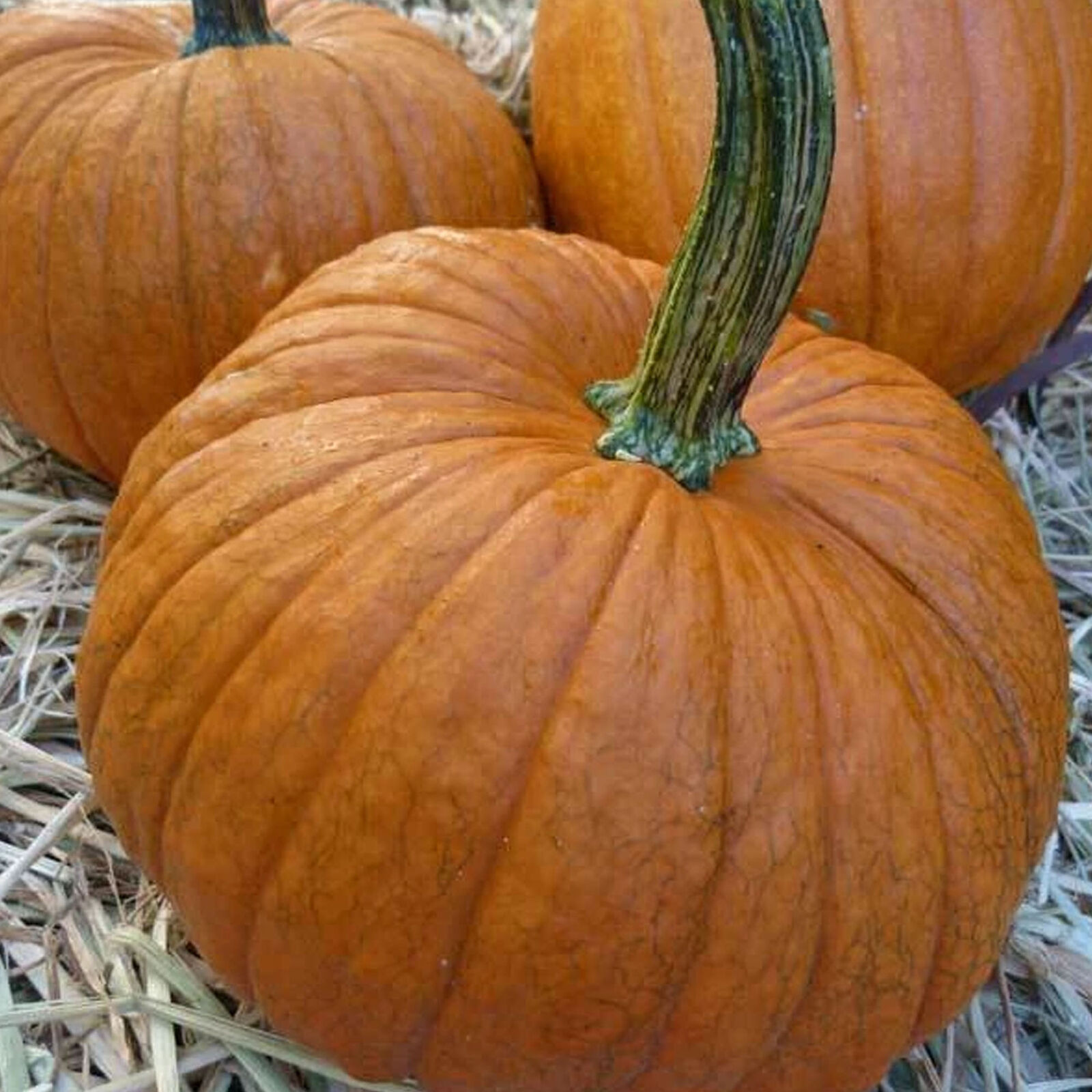 Primary image for SHIP FROM US ORGANIC SMALL SUGAR PUMPKIN SEEDS - 8 OZ SEEDS - NON-GMO, TM11