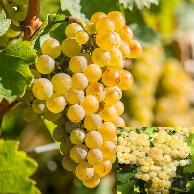 Rare Amazing Riesling Grapes Vine 3 fresh Dwarf White Grapes Herbs