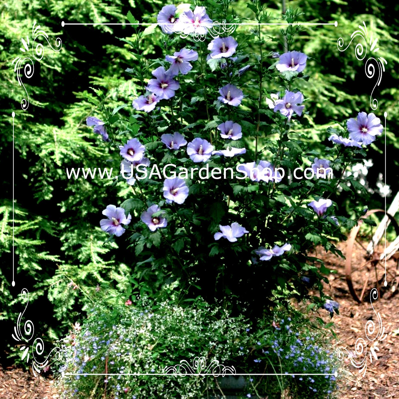 Azurri Blue Satin Rose Of Sharon Malvaceae Rose Mallow Perennial