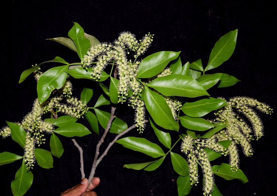 Spanish Lime Genip Guinep Ginepa Limoncillo Mamoncillo Fruit Other