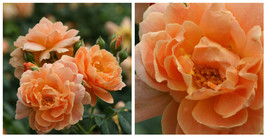 At Last Rose Bush - 4" Pot - Fragrant - Outdoor Living - Gardening - C2 - $55.99