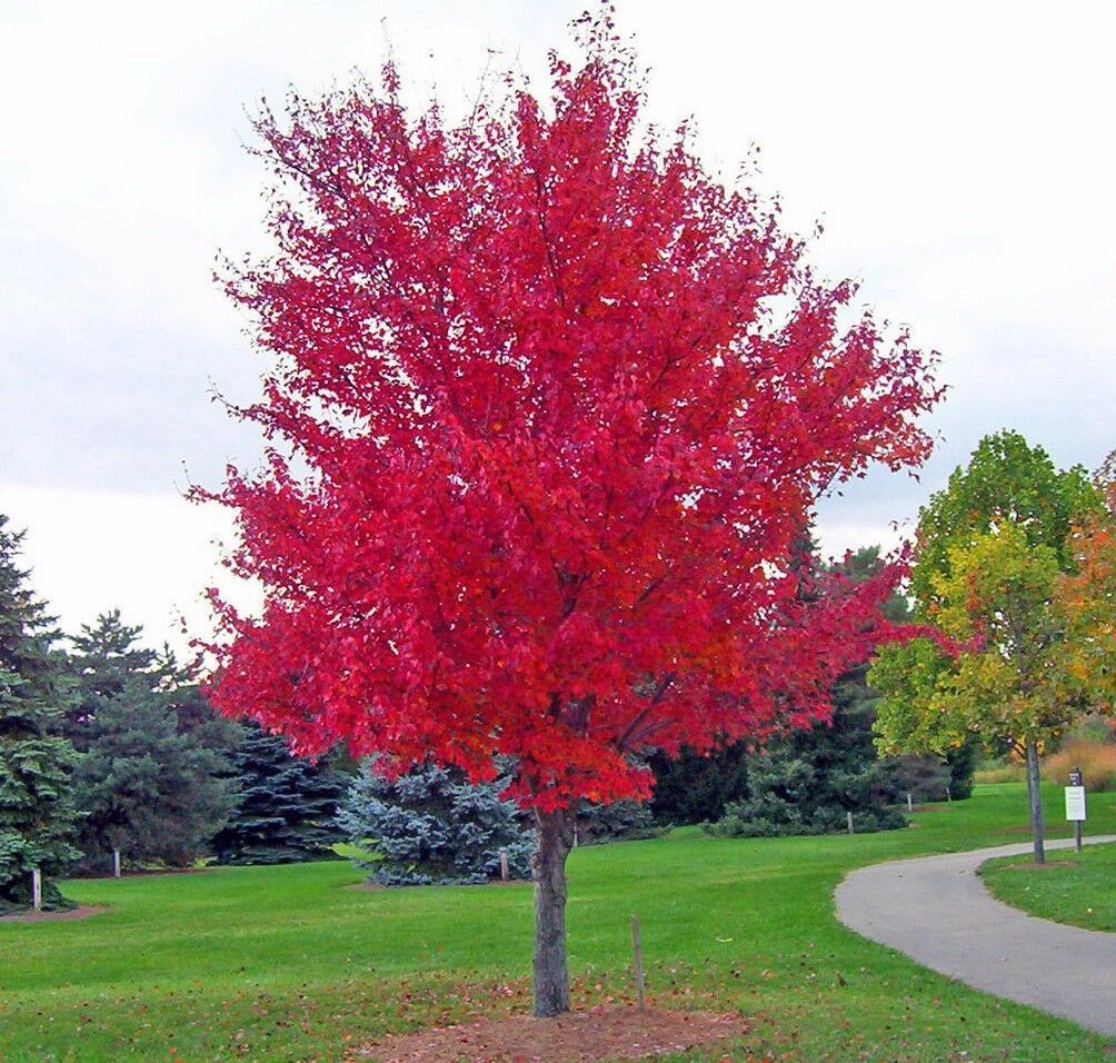 10 SIBERIAN MAPLE TREE Acer Ginnala Seeds Red Leaves Other Plants   S L1600  1  