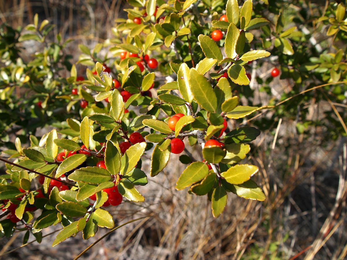 Ilex Vomitoria Yaupon Holly Tree Seeds GRG03 and similar items