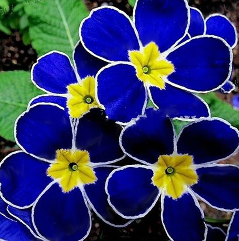 Super Sale 200 Seeds Rare Blue Evening Primrose Easy to Plant Garden