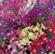 Toadflax flower mix baby snapdragon 500 fresh seeds - $7.99