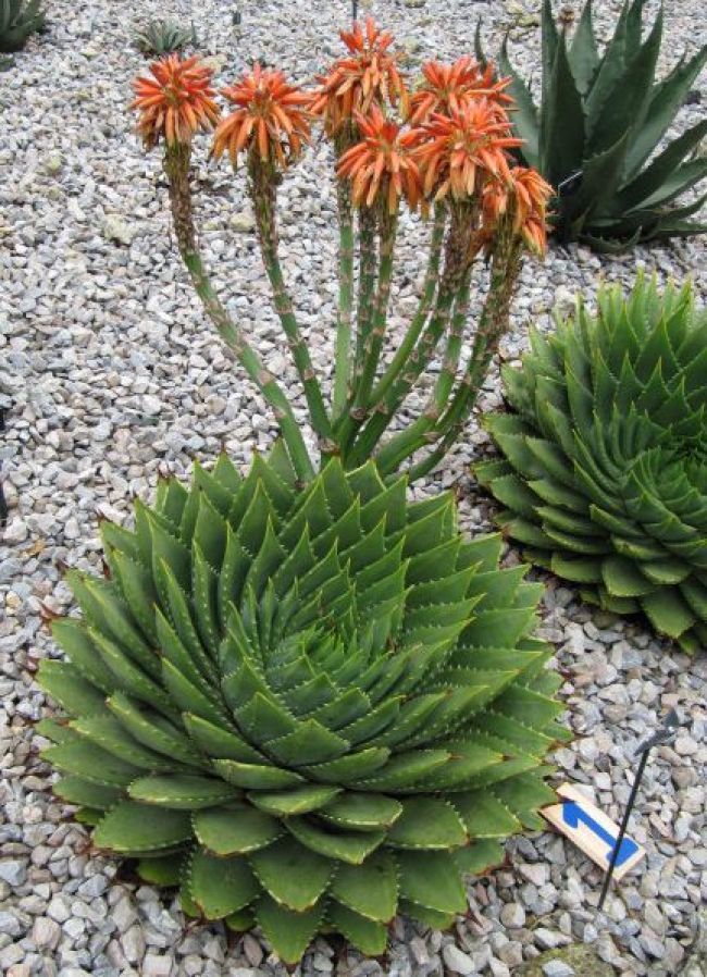 100 seeds Spiral Aloe Bonsai Plants Rare Aloe polyphylla Flower Perennial Indo