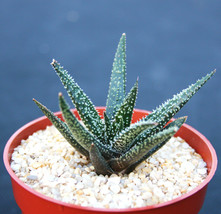 ALOE Twilight Zone, exotic rare succulent hybrid bonsai gasteraloe plant... - $19.99