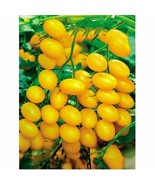 Rare 'Imperial concubine' F1 Yellow Cherry Tomato, 20 Seeds - $10.29
