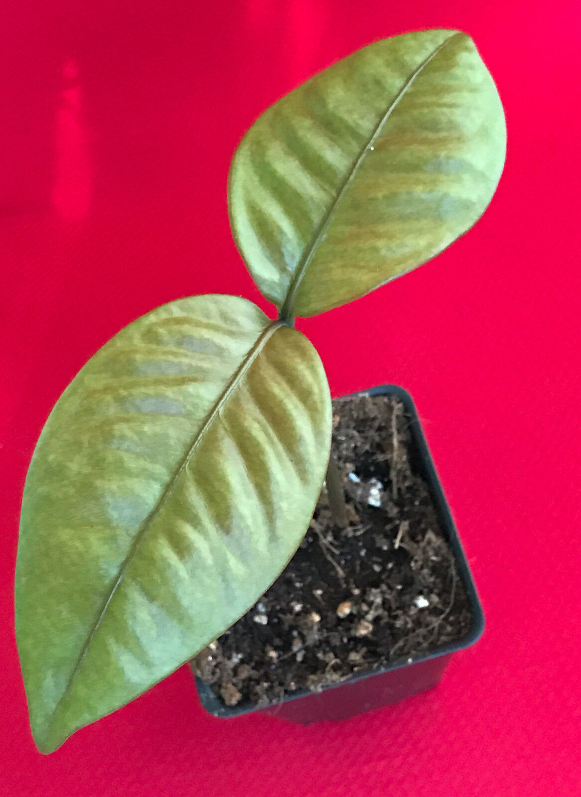 Purple Mangosteen Garcinia Mangostana Florida Tropical King Fruit Pot