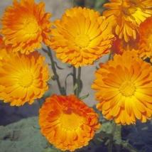 100 Balls Improved Orange Calendula Flowers Seeds #STL17 - $18.17