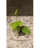 Passiflora Edulis Live Plant - $5.00