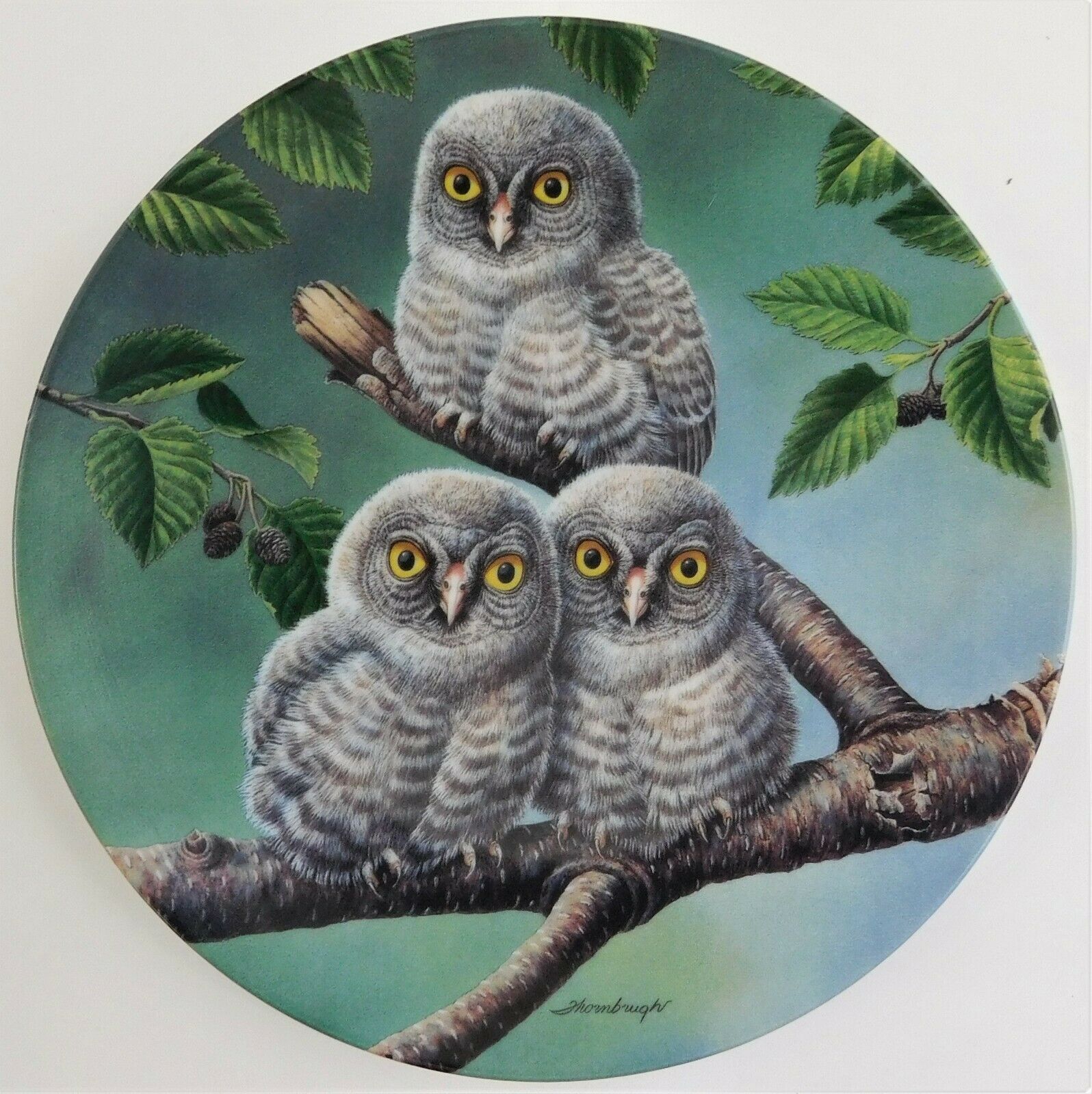 Primary image for Knowles Out on a Limb Great Gray Owls Plate Joe Thornbrugh Baby Owls #5 USA