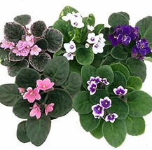 Novelty African Violet - 4" Clay Pot/Better Growth - Best Blooming Plant - $23.62