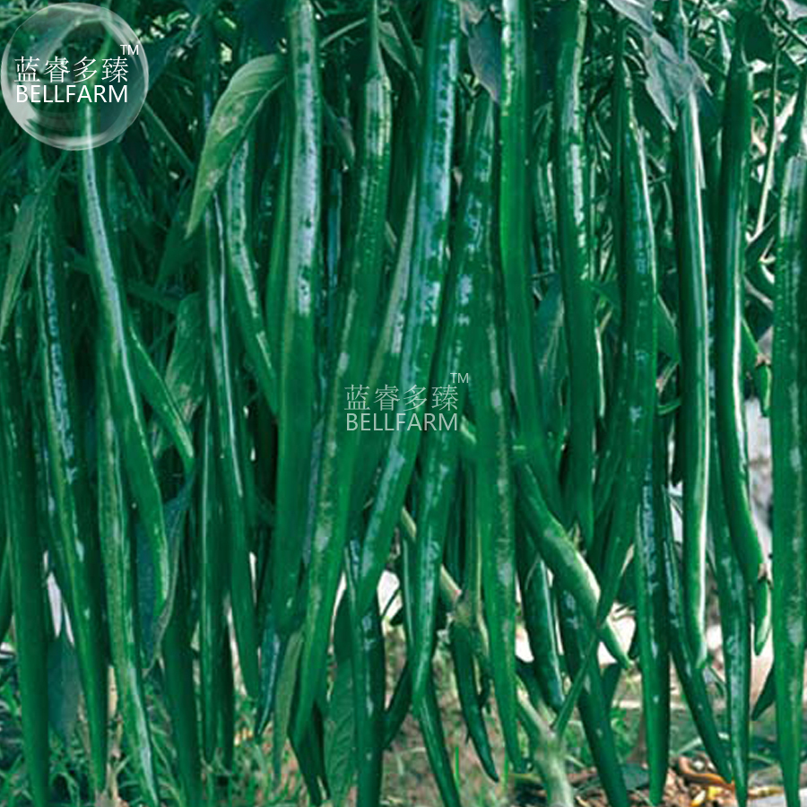 Dark Green Long Hot Pepper Chili Vegetable Seeds, 50 Seeds