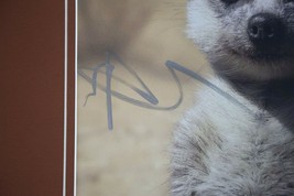 Billy Eichner Signed Framed 16x20 Lion King Timon Poster Display AW image 2