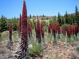 Shipped From Us 50 Tower Of Jewels Red Bugloss Echium Flower Seeds, LC03 - $19.00