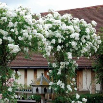 100PCS White Climbing Rose Seeds Rosa Multiflora Perennial Fragrant Flower - $9.86