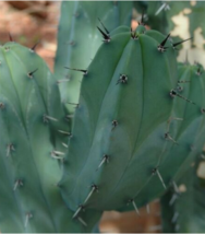 10 Myrtillocactus Geometrizans Blue Torch Cactus Seeds Cacti Blooms Seed - $18.86