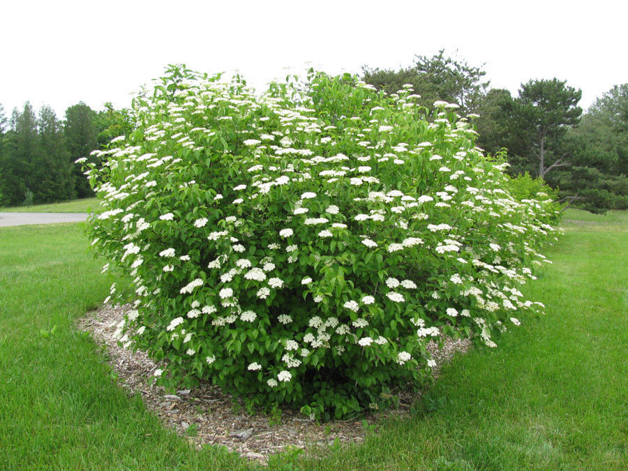 Chicago Lustre viburnum shrub - Bushes & Shrubs.