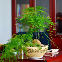 6 Asparagus setaceus Seeds Indoor Green Plant Decoration Home Bonsai Pot - $9.86