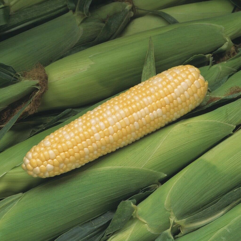 100+ Peaches and Cream Corn Seed, BiColor Sweet Corn, Treated Seed