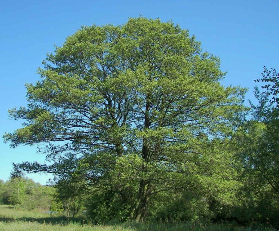 10 Pcs Seeds Common Alder Alnus Glutinosa Tree - DL - Seeds & Bulbs